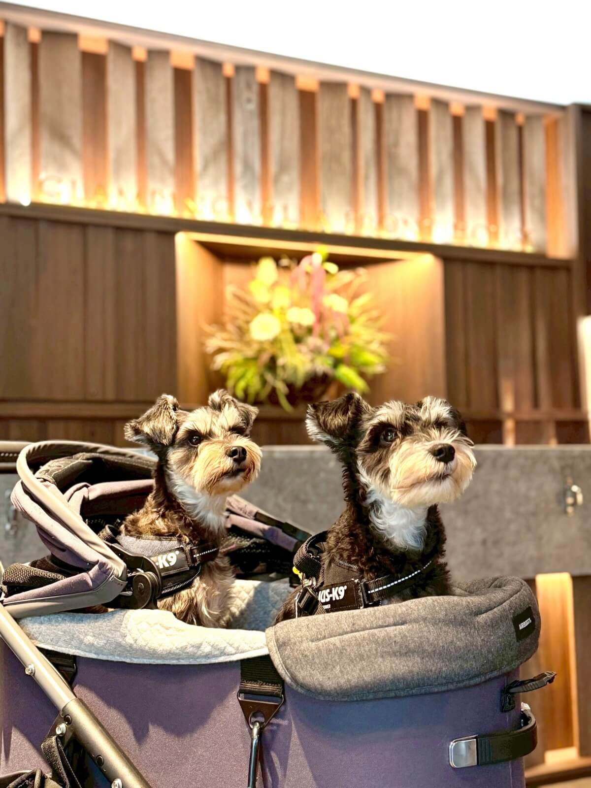 司法書士 会沢慎也の愛犬